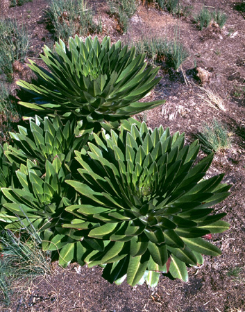 afrika1997_003