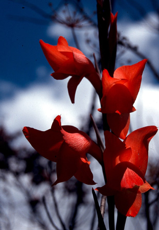 afrika1997_027