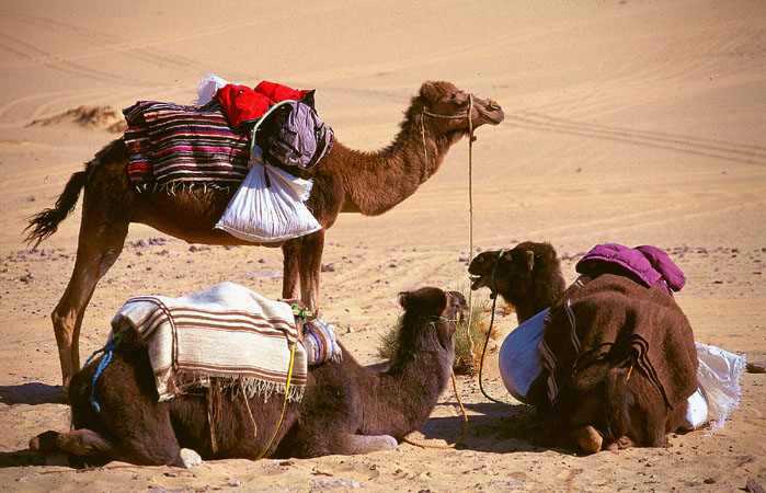 egypt03_039